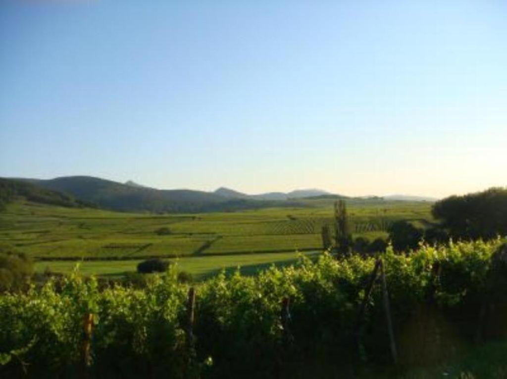 Vue Sur Vignes Apartamento Riquewihr Exterior foto