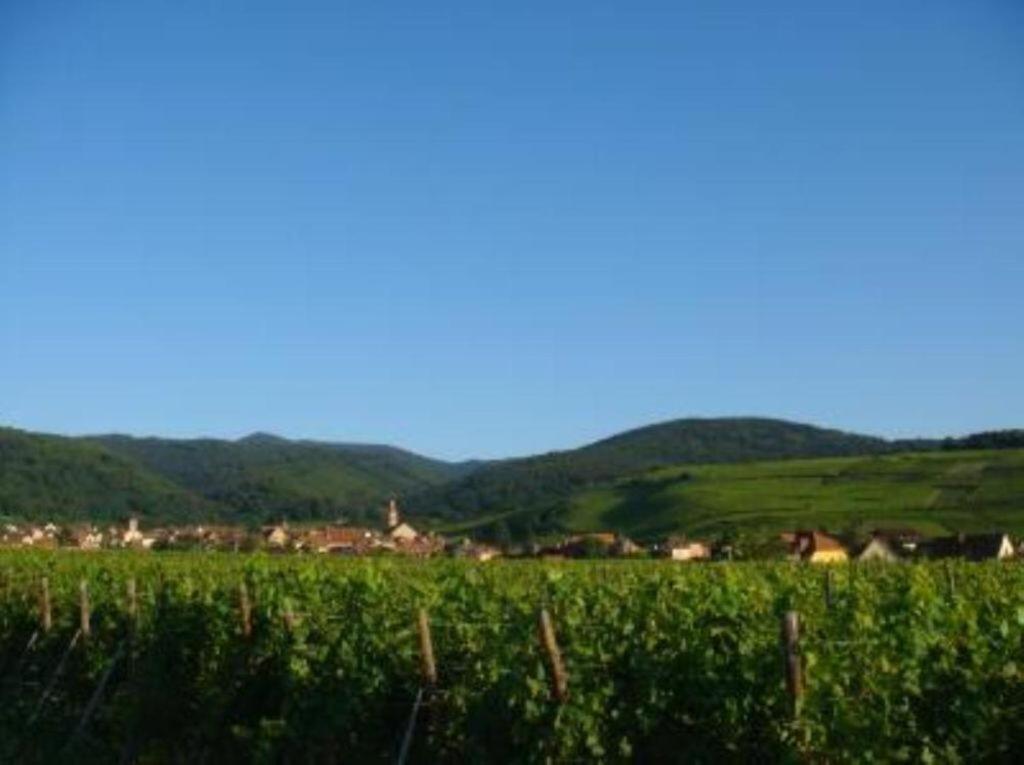 Vue Sur Vignes Apartamento Riquewihr Exterior foto