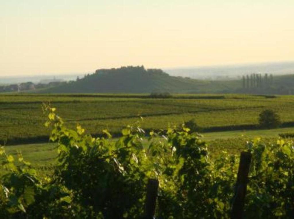 Vue Sur Vignes Apartamento Riquewihr Exterior foto